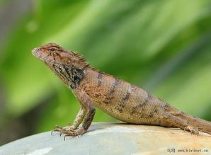 国产树蜥怎么养殖视频,视频教程揭秘